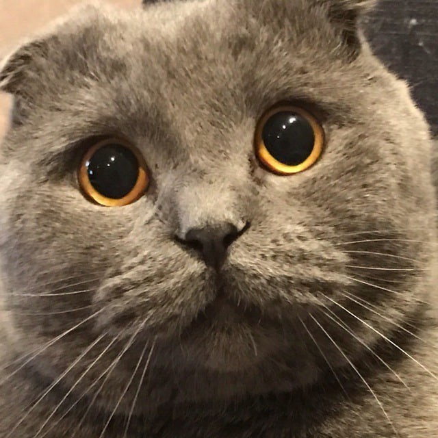 Create meme: Scottish fold cat, lop-eared , cat Scottish