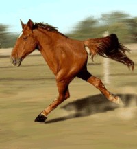 Create meme: running horse