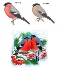 Create meme: bullfinch