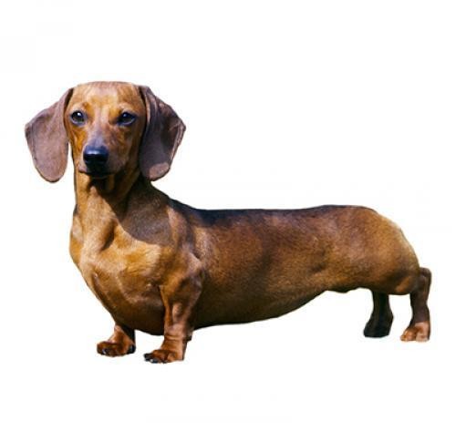 Create meme: dog Dachshund, dachshund on the side, the smooth-haired Dachshund 