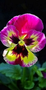 Create meme: pansy, Pansy, Pansy flowers