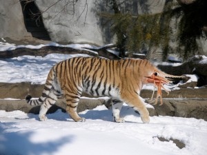 Create meme: as peredvigaetsya tiger, Siberian tiger, tiger in the wild