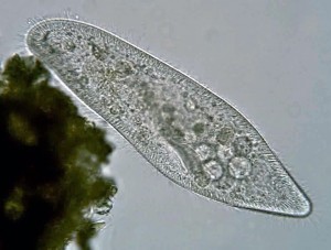 Создать мем: инфузория под микроскопом, инфузория туфелька в микроскопе, paramecium caudatum