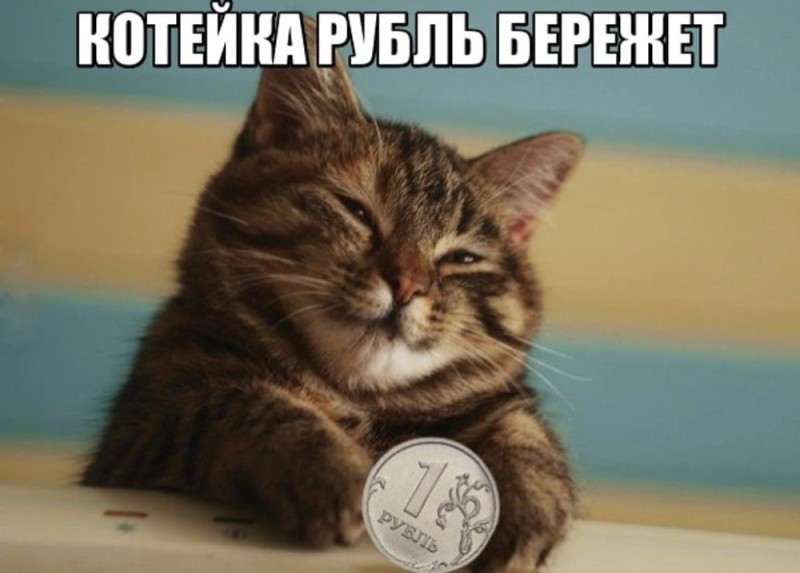 Создать мем: мемы с котами, хитрый кот, мем котик