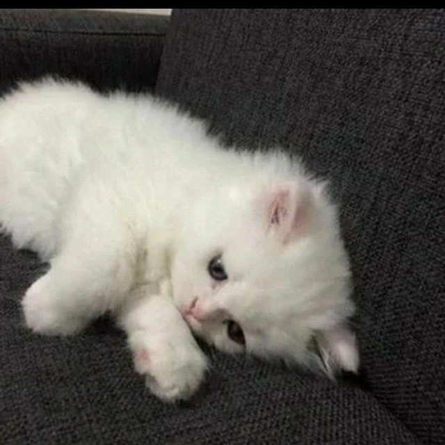 Create meme: cute kittens, kittens Persians, kitty white