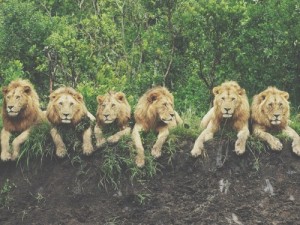 Create meme: Lions