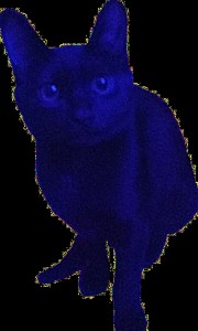 Создать мем: фиолетовая кошка, коты-воители, анимированные синие котики.