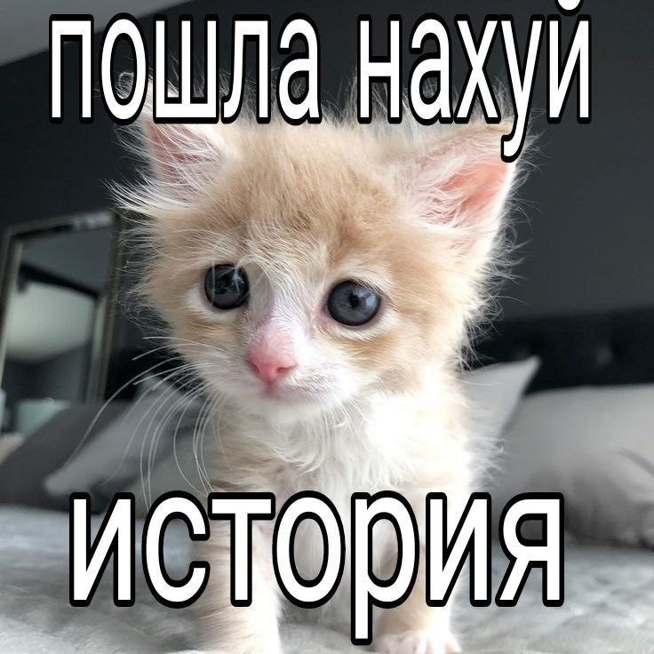 Создать мем: котики, котик няшка, кошки милые
