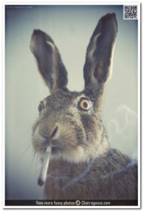 Создать мем: кролик в дыму, животное, заец заец