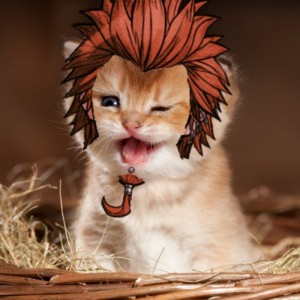 Create meme: kitty smiles, animals cats, funny cats
