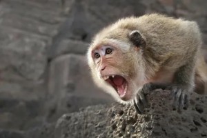 Create meme: funny monkey, macaque monkey