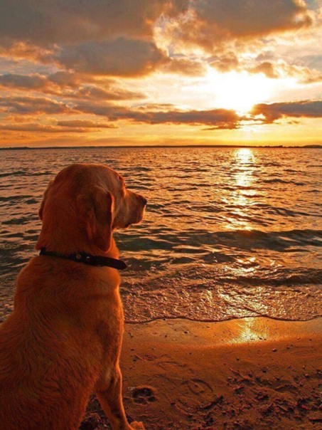 Создать мем: лабрадор ретривер палевый, лабрадор на берегу моря, золотистый ретривер собака