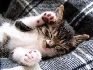 Create meme: cute kittens, seals, sleeping kitten