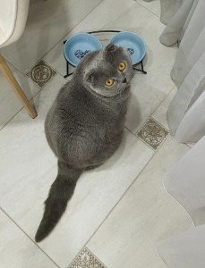Создать мем: британская короткошёрстная кошка голубая, британская короткошёрстная кошка, сиамская вислоухая серая
