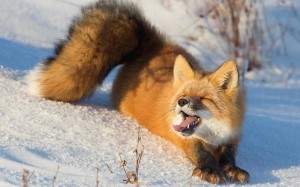 Create meme: Fox stretches, Fox lies, Fox
