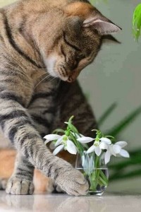 Создать мем: котик с цветами, кошки и комнатные цветы, кошка с цветами