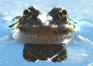 Создать мем: лягушка жаба, рогатая жаба красивая, лягушка