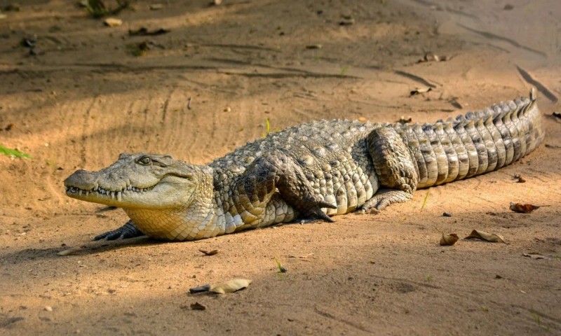 Create meme: african nile crocodile, big crocodile, crocodile 