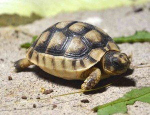 Create meme: the Central Asian tortoise, tortoise