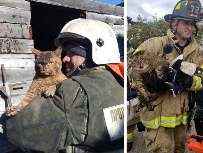 Создать мем: сотрудник мчс, кошка, спас кота