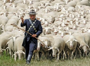 Create meme: a flock of sheep, shepherd