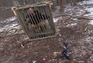 Create meme: trap, the fate of the bear abandoned in a cage in the Perm region, Street