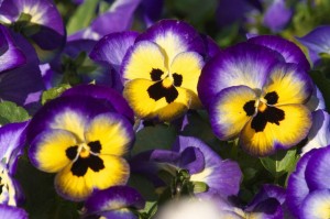 Создать мем: анютины глазки цветы, анютины глазки (viola tricolor l.), анютины глазки рогатая фиалка