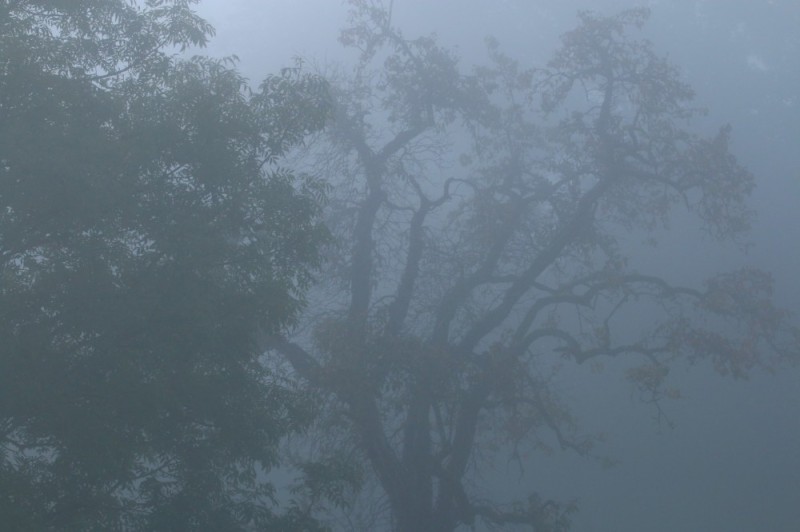 Create meme: grey fog, nature , solid fog