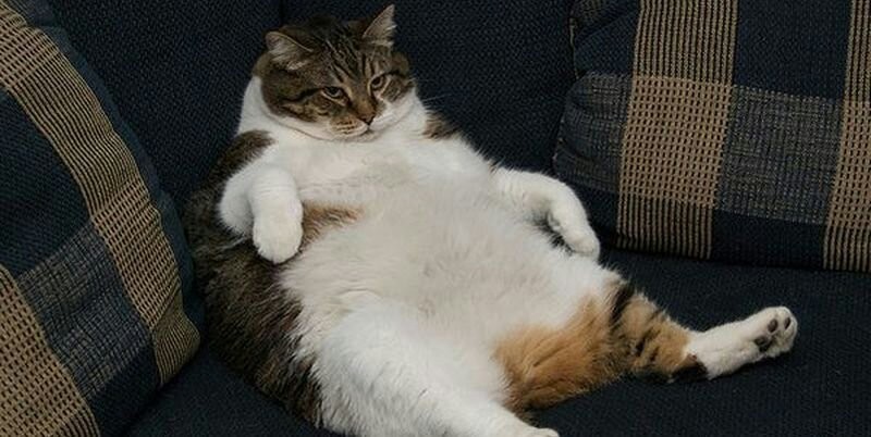 Создать мем: кот юмор, объевшийся кот, толстый котик