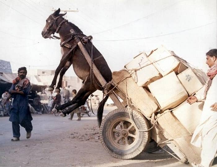 Create meme: an overloaded donkey, The donkey is overloaded, Maurizio the donkey chaplain