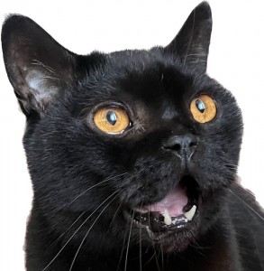 Создать мем: бомбейский кот, черный кот, порода бомбейская кошка
