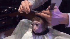 Create meme: monkey in the barbershop, haircut monkey meme, monkey haircut