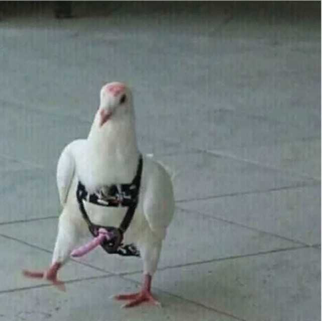 Create meme: brazen dove, dove , pigeon prepare a point