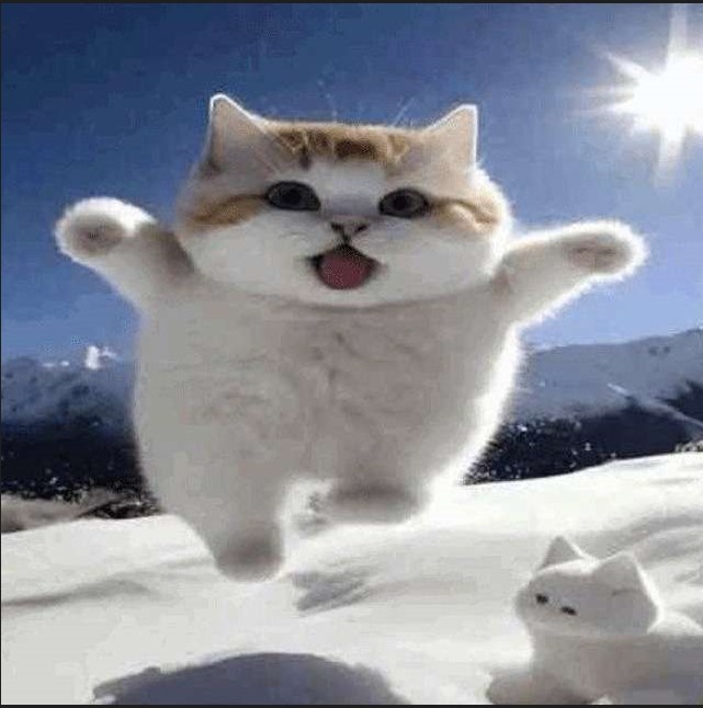 Create meme: lolcats, cat , fluffy cat
