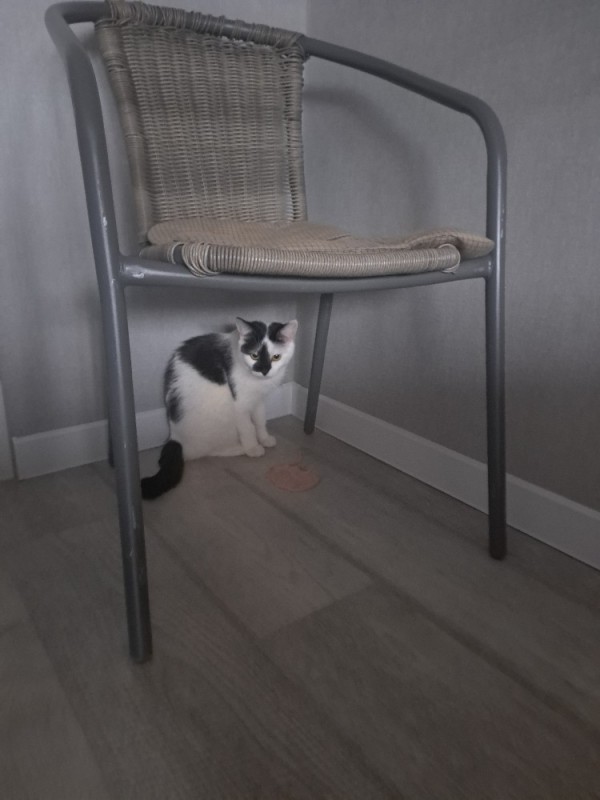 Create meme: grey chair, cat , metal chair