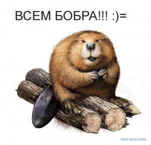 Create meme: beaver, beaver