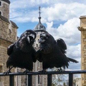 Create meme: the tower of London, crows, the raven