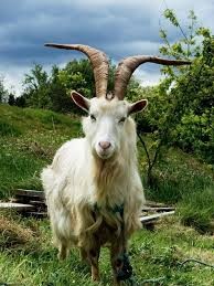 Create meme: goat, a domestic goat, goat horns
