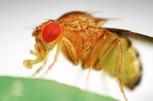 Create meme: the fruit fly, Drosophila, drosophila, fly Drosophila