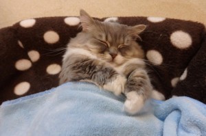 Создать мем: кошачие, кот в кроватке картинки, котик под одеялом