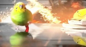 Создать мем: попугай убегает от взрыва под песню, попугай, попугай и взрыв