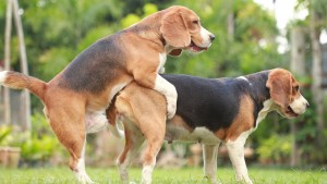 Create meme: Beagle puppy, breed Beagle, Beagle dog