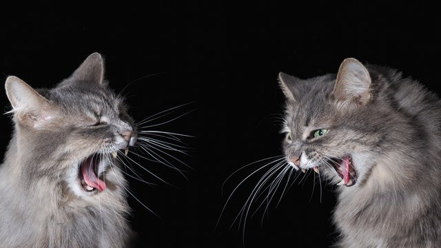 Создать мем: два орущих кота, серый пушистый кот зевает, орущий кот