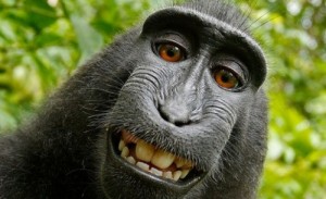 Создать мем: Привлекательный бабуин