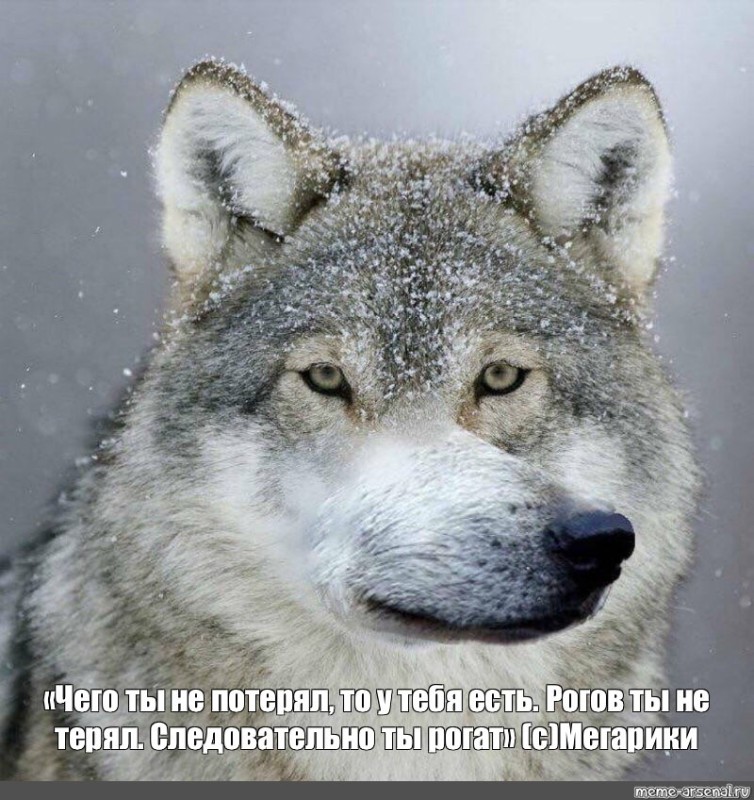 Создать мем: цитаты волка, ауф волк мем, мемы волк