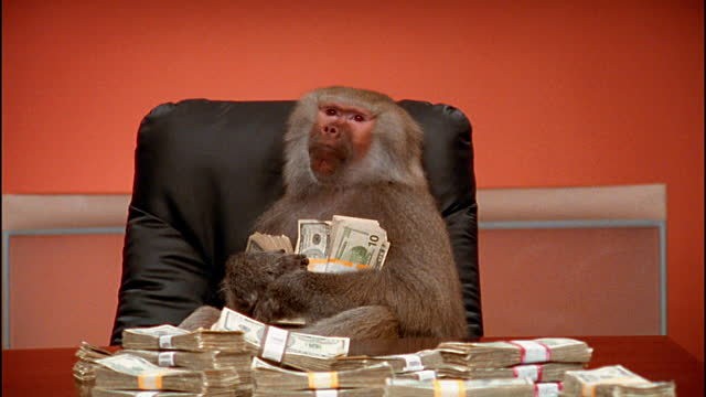 Создать мем: макака с деньгами, обезьяна банкир, обезьяна в офисе