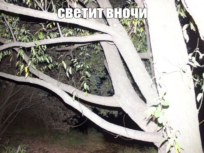 Create meme: darkness, tree , the wilderness at night