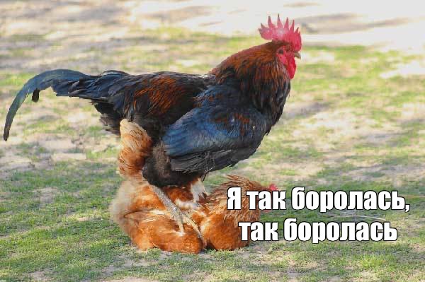 Create meme: the rooster tramples the chicken, rooster , rooster bird