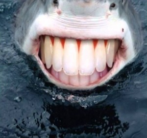 Create meme: great white shark, shark with human teeth