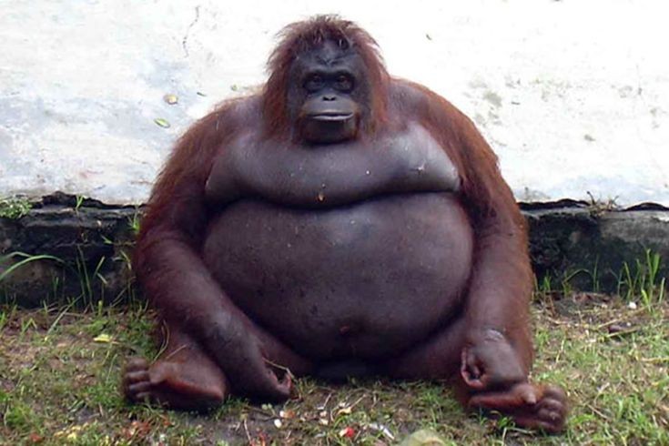 Создать мем: толстые обезьяны, жирная обезьяна, стинки горилла